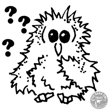 owl jokes owl coloring pages owl facts  kids barn owl