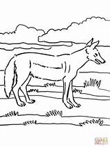 Jackal Coloring Pages Supercoloring Drawing Printable Online sketch template