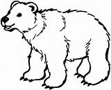 Coloring Bear Polar Printable Pages Color Print Animal Simple sketch template