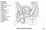 Reproductive Urinario Sistema Femenino Mannelijk Reproductor Aparato Labeled Organ Organs Anatomie Supercoloring Humano Physiology Imprimir Labelled Mannelijke sketch template