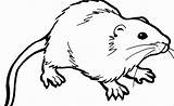 Rat Coloring Printable Print Pages Coloringbay sketch template