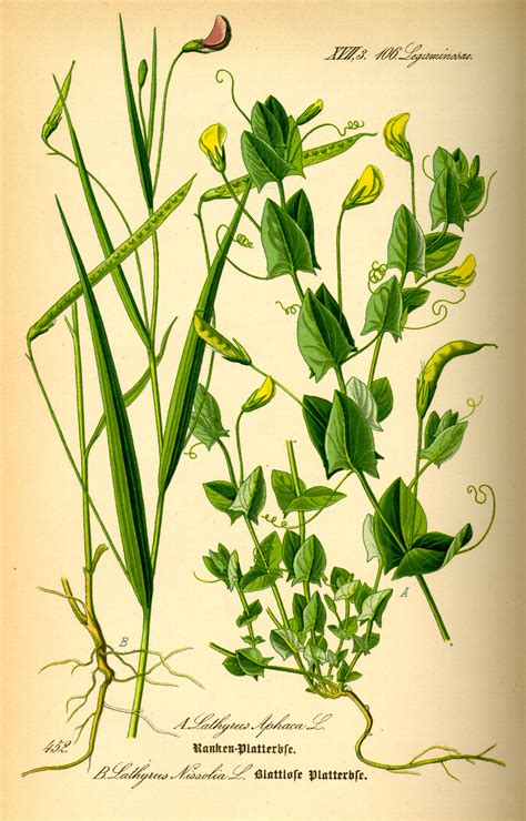 image  lathyrus nissolia  thome flora von deutschland