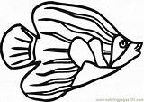 Angelfish Coloring Designlooter sketch template
