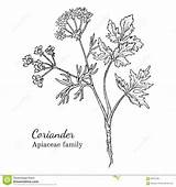 Coriander Sketch Drawn Ink Hand Illustration Vector Preview sketch template