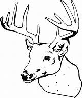 Deer Coloring Pages Head Elk Printable Buck Color Drawing Cartoon Line Christmas Doe Print Simple Hunting Adult Book Getcolorings Sheet sketch template