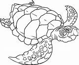 Coloring Turtle Sea Pages Printable Turtles Drawing Print Easy Kids Preschoolers Detailed Loggerhead Color Colouring Realistic Snapping Leatherback Zoo Google sketch template