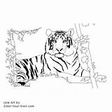 Tiger Coloring Pages Bengal Liger Template sketch template