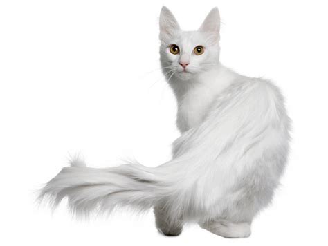 the turkish angora cat cat breeds encyclopedia
