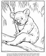 Zoo Koala Coloring Animal Pages Animals Color Sheets Printable Desenho Coala Print Ran If Template Drawing Drawings Kids Printing Help sketch template