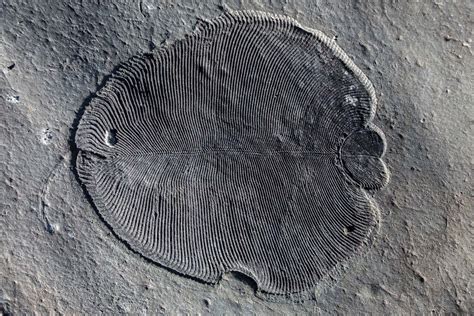 dickinsonia  oldest animal   date  million years  fossil discovered  russia
