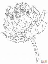 Protea Coloring Flower Pages Printable Drawing Supercoloring Template Colouring Outline Drawings Sketch Flowers Categories Choose Board Sketches 300px 92kb sketch template