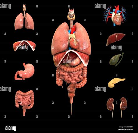 corps humain corps complet organes internes anatomie photo stock alamy