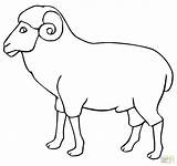 Ram Coloring Outline Sheep Printable Pages Kids Clipart Animal Drawing Da Lamb Vector Cartoon Cardboard sketch template