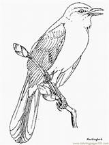Mockingbird Coloring Nene sketch template