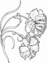 Coloring Carnation Pages Getcolorings Printable sketch template