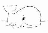 Baleia Baleias Animais Whale sketch template