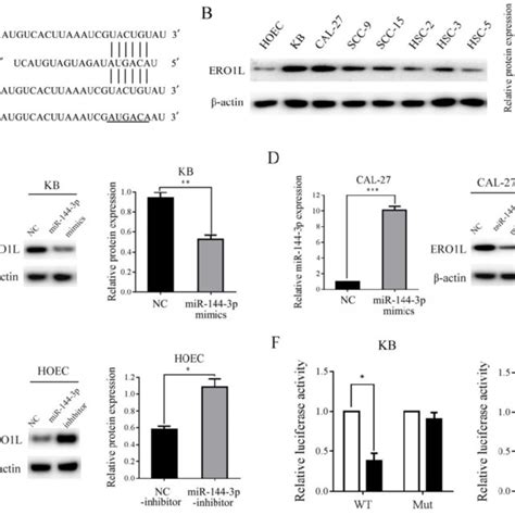 ectopic mir 144 3p expression inhibits tumor growth in vivo a e
