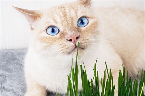 Why Do Cats Eat Grass All About Cats Eating Grass Catster