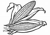 Coloring Corn Cob Getdrawings sketch template