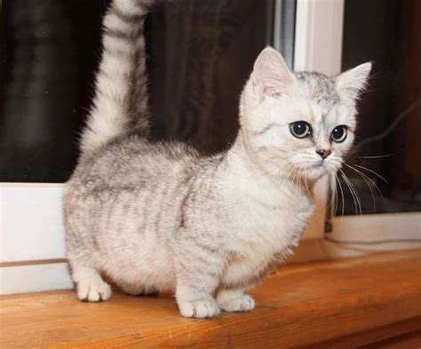 munchkin cat breed small facts  information pets nurturing