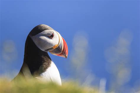Spotting Puffins Here Is Our Map Showing The Best Places Around