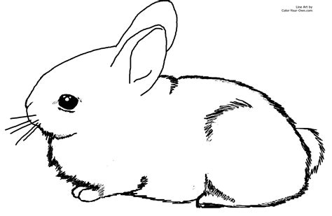 adorable baby cottontail rabbit bunny coloring page