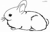 Rabbit Coloring Baby Cottontail Bunny Printable Adorable Click Size sketch template