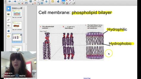 diffusion  cell membrane youtube