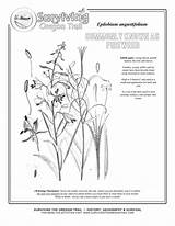 Fireweed Coloring Edible Wild Angustifolium Epilobium sketch template