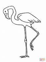 Flamingo Coloring Pages Bird Pink Flamingos Printable Drawing Simple Kids Animal Colouring Color Printables Print sketch template