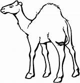 Camel Coloring Pages Animals Arabian sketch template