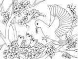 Coloring Pages Bird Detailed Birds Color Getcolorings Insects Printable sketch template