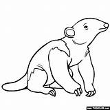Coloring Anteater Baby Pages Animals Jungle Online Designlooter 560px 4kb sketch template