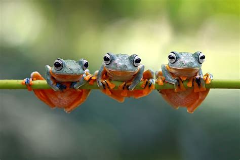 frogs amphibians worldatlas