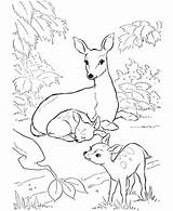 Fawn Coloring Pages Getcolorings Color Printable Print sketch template