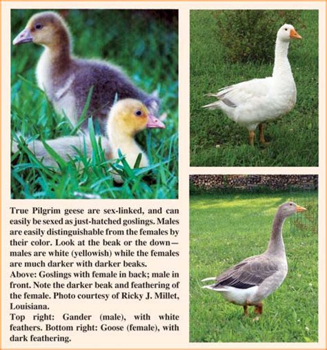 breed profile pilgrim geese backyard poultry