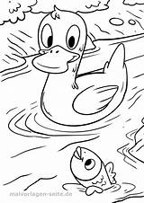 Malvorlage Ente Ausmalbild Kostenlos Enten Lago Malvorlagen Colorare Entchen Fische Frosch Ausdrucken Kinderbilder Bambini Kuckuck sketch template