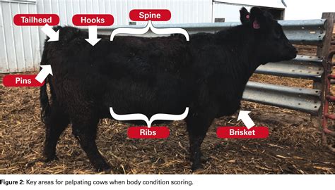 fact sheet explains seasonal differences  scoring beef cows news
