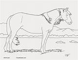 Coloring Pinto Horse Buckskin Mustang Template sketch template