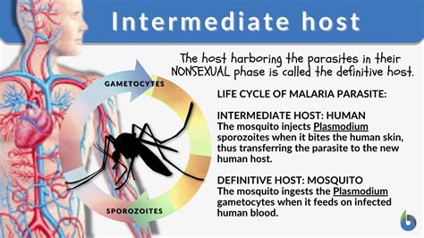 intermediate host definition  examples biology  dictionary