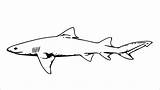 Sharks Kolorowanki Rekin Rekiny Dzieci Blacktip Coloringbay Designlooter Drukuj Pobierz Bestcoloringpagesforkids sketch template