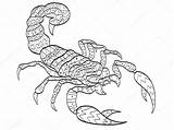 Scorpion Colorare Scorpio Vecteur Scorpione Insetos Adultes Coloration Zodiaque Isolement Signe Pintar Adulti Coloritura sketch template