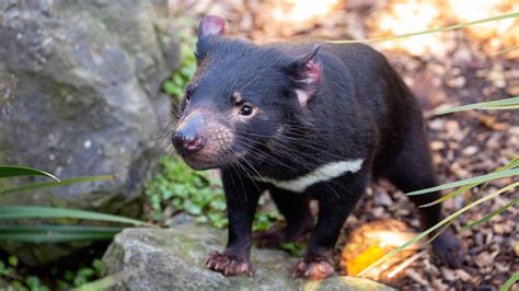 tasmanian devil endangered australian marsupial auckland zoo