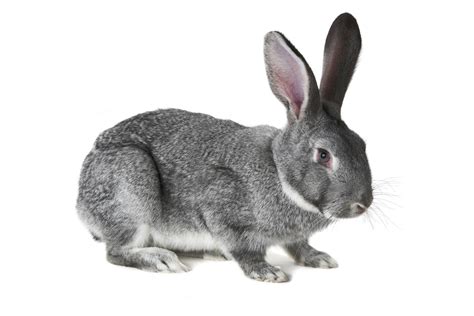 chinchilla rabbit  crossbreed bunny pet ponder