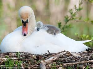 Cute Swans Cygnet Wakes Up On Mother S Back In