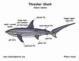 Thresher Sharks Coloringbay sketch template