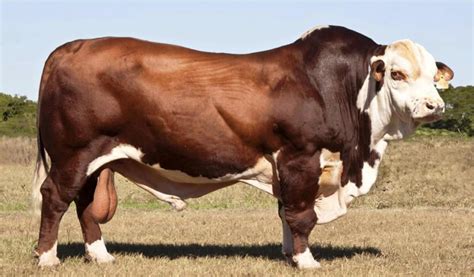 gambar sapi terbesar  dunia jenis foto sapi brahman