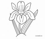 Iris Coloring Flower Drawing Printable Designlooter Draw Dot Pages Flowers Getdrawings 05kb 600px sketch template