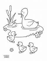 Pond Duck Coloring Pages Drawing Ducks Clipart Getdrawings Getcolorings Quiet Sc Book Color sketch template