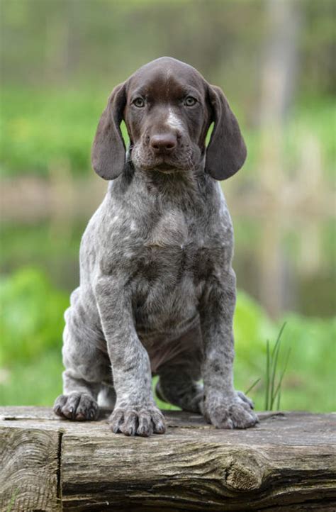 german short haired pointer dogs breed information omlet